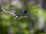 Western Pondhawk