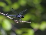 Western Pondhawk