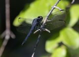 Western Pondhawk