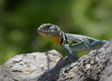 Eastern Collared Lizard