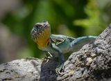 Eastern Collared Lizard