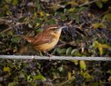 Carolina Wren