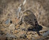 American Pipit