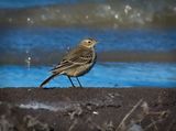 American Pipit