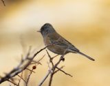 Dark-eyed Junco