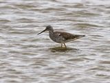 Greater Yellowlegs