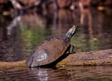 Red-eared Slider
