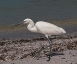 Snowy Egret