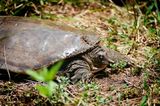Pallid Spiny Softshell Turtle
