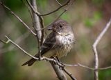 Eastern Phoebe