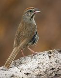Rufous-crowned Sparrow