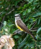 Western Kingbird