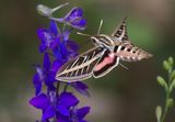 White-lined Sphinx
