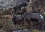 Bighorn Sheep
