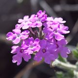 Southwestern Mock Vervain