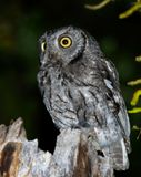 Western Screech-Owl