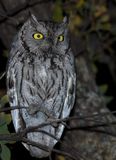 Western Screech-Owl