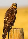 Swainsons Hawk