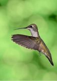 Black-chinned Hummingbird