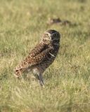 Burrowing Owl