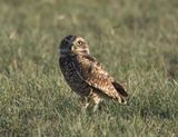 Burrowing Owl