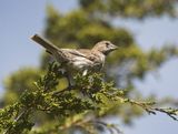 House Finch