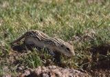 Thirteen-lined Ground Squirrel