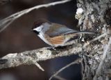 Boreal Chickadee