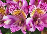 Alstroemeria (inca ocean).