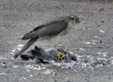 Sparrowhawk and prey (Wood Pigeon).