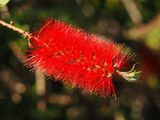Bottle Brush