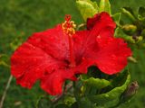 Hibiscus