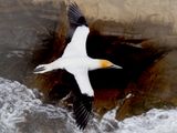 Gannet In Flight 7