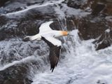 Gannet In Flight 8