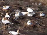 Gannet In Flight 11