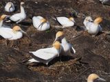Gannets Courting 4