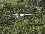 Gannet In Flight 10