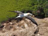 Gannet In Flight 13