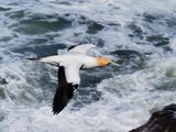 Gannet In Flight 14