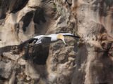 Gannet In Flight 16