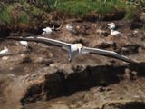 Gannet In Flight 20