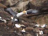 Gannet In Flight 21