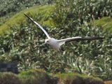 Gannet In Flight 22