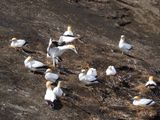 Gannet Landing 2