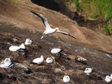 Gannet Landing 3