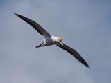 Gannet In Flight 24