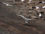 Gannet Landing 4