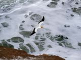 Gannet In Flight 26