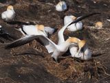 Gannet Landing 5