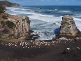 Southern Ledge - Motutara Island